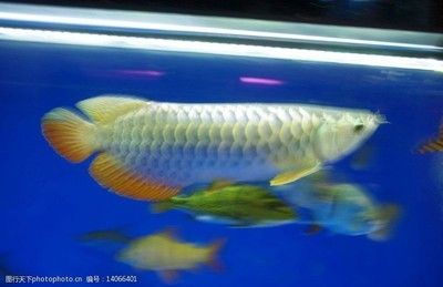金龍魚增色用什么燈光：關于金龍魚增色燈光選擇的詳細解答 金龍魚增色用什么燈光：關于金龍魚增色燈光選擇的詳細解答 龍魚百科 第3張