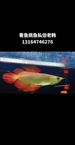 如何區(qū)分不同顏色的超血龍魚？ 如何區(qū)分不同顏色的超血龍魚？ 龍魚百科 第5張