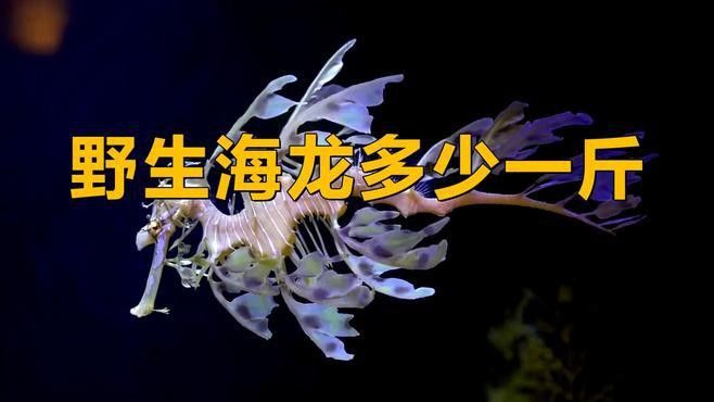 海龍干的價格是多少？