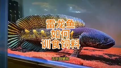 雷龍魚喂什么活食：如何訓食雷龍魚接受飼料
