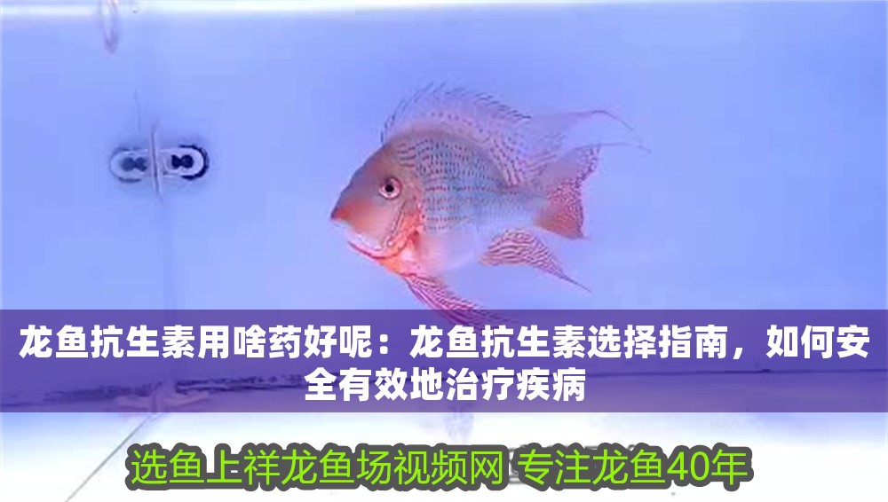龍魚抗生素用啥藥好呢：龍魚抗生素選擇指南，如何安全有效地治療疾病
