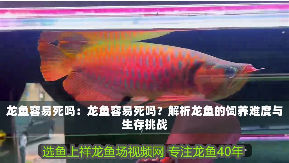 龍魚容易死嗎：龍魚容易死嗎？解析龍魚的飼養難度與生存挑戰