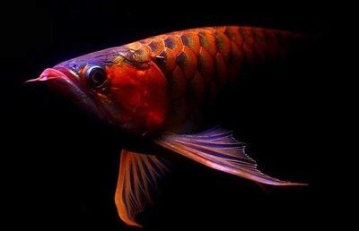 紅龍魚的含義和象征寓意：紅龍魚在中國文化中具有深刻的寓意和象征意義