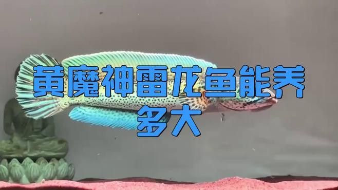 雷龍魚長度