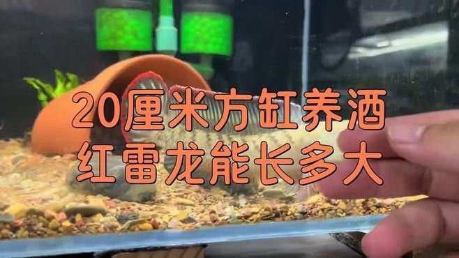雷龍魚長度