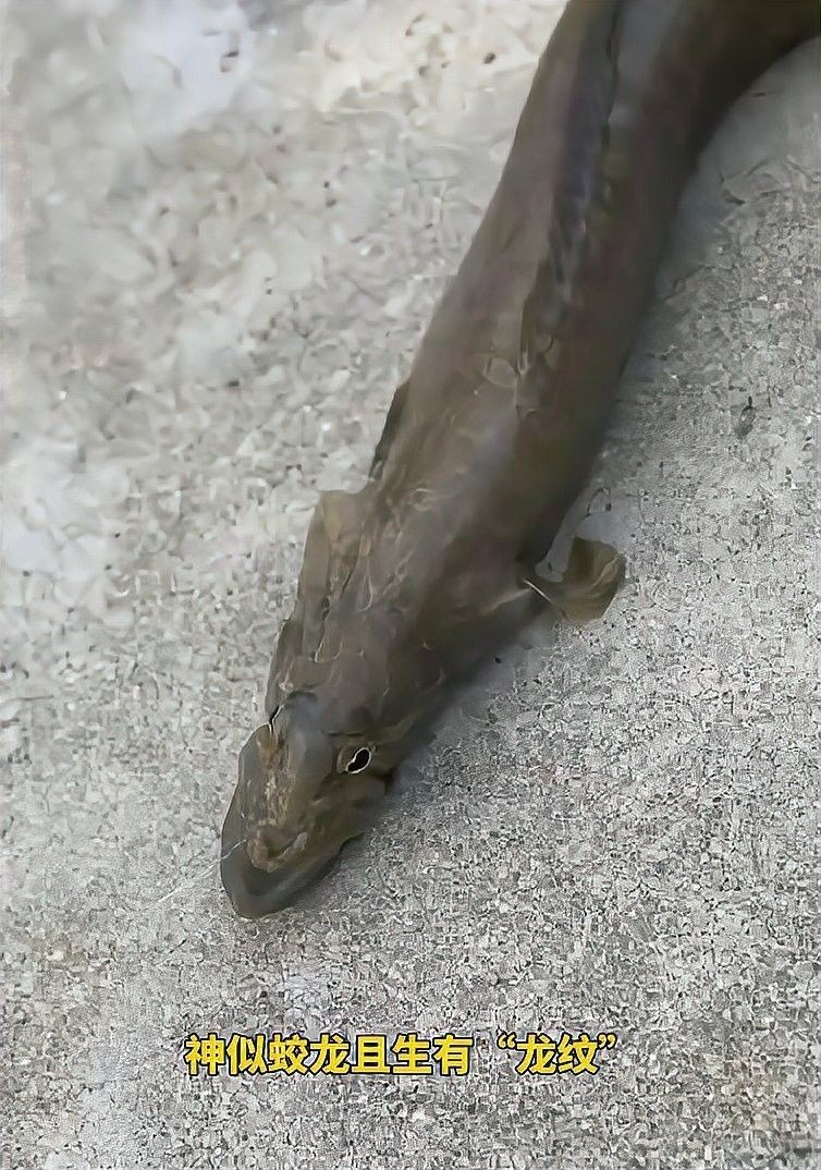 長的像龍魚的小型魚是什么品種