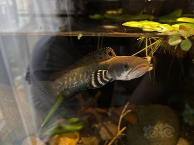 雷龍魚吃啥：雷龍魚專用飼料品牌推薦