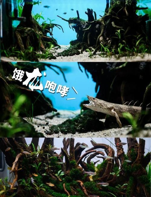 龍魚魚缸布景圖片大全集 龍魚魚缸布景圖片大全集 龍魚百科 第4張