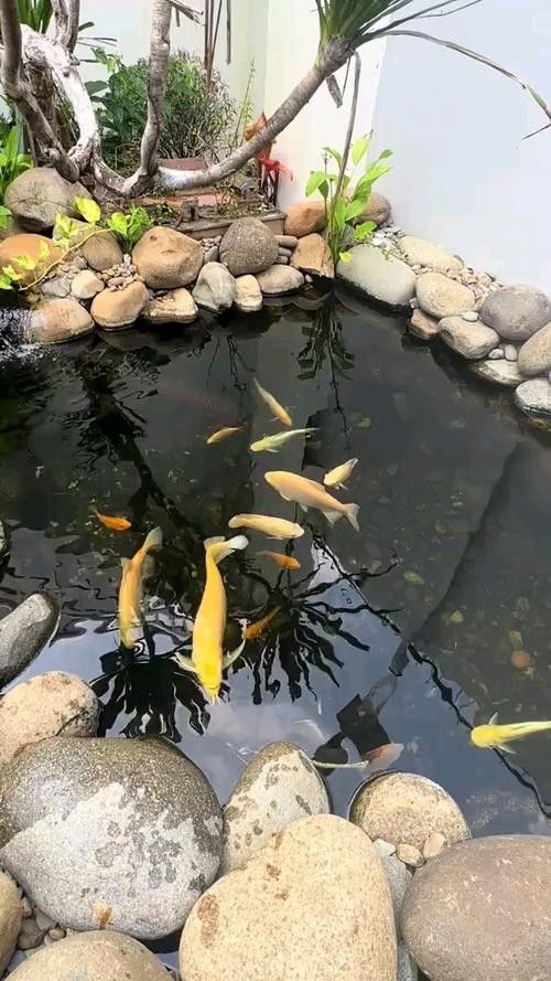 龍魚魚缸布景圖片大全集 龍魚魚缸布景圖片大全集 龍魚百科 第24張