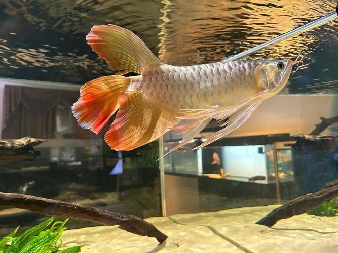 龍魚魚缸布景圖片大全集 龍魚魚缸布景圖片大全集 龍魚百科 第30張