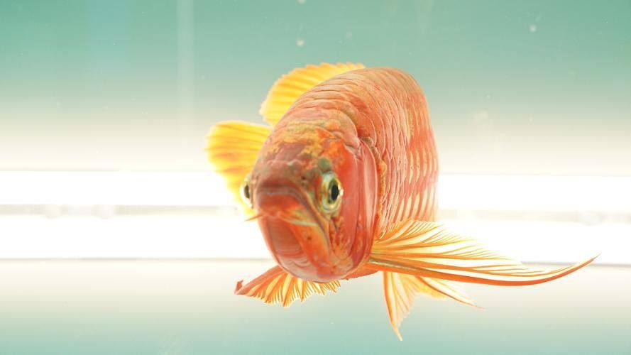 龍魚魚缸布景圖片大全集 龍魚魚缸布景圖片大全集 龍魚百科 第42張