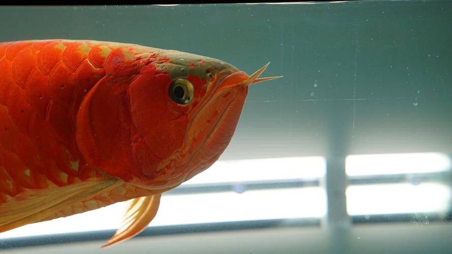 龍魚魚缸布景圖片大全集 龍魚魚缸布景圖片大全集 龍魚百科 第38張