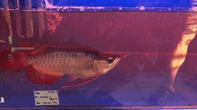龍魚的原產地及其特點：龍魚原產地主要分布在亞洲和南美洲和南美洲的一些詳細信息