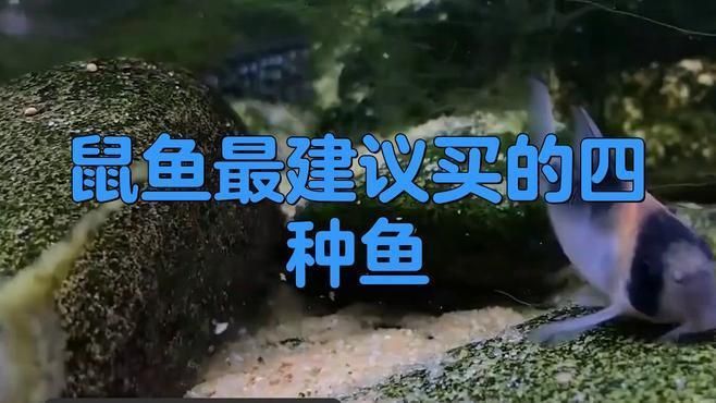 哪種鼠魚最值得養