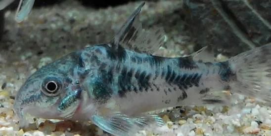 哪種鼠魚最值得養