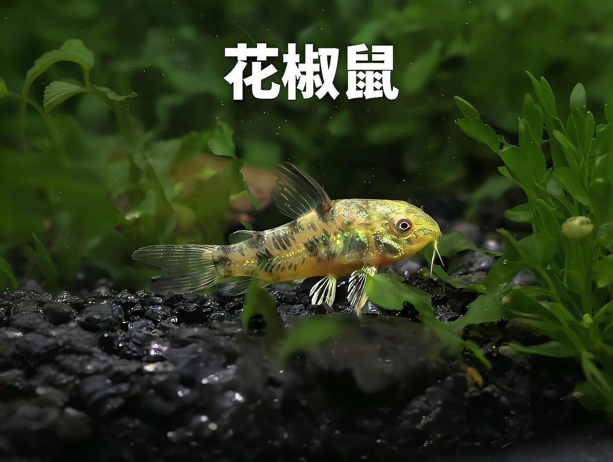 哪種鼠魚最值得養