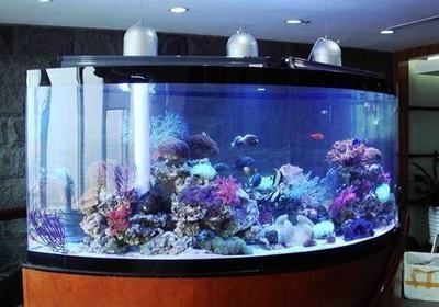 50厘米魚缸養(yǎng)龍魚怎么養(yǎng)（50厘米的魚缸對于龍魚來說可能偏小） 50厘米魚缸養(yǎng)龍魚怎么養(yǎng)（50厘米的魚缸對于龍魚來說可能偏小） 龍魚百科 第3張