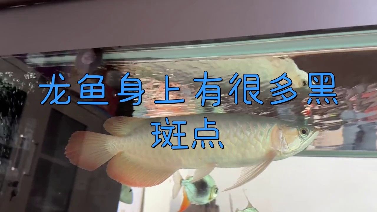 金龍魚(yú)長(zhǎng)黑斑 金龍魚(yú)長(zhǎng)黑斑 龍魚(yú)百科 第2張