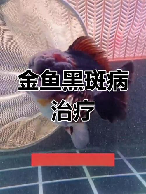金龍魚(yú)長(zhǎng)黑斑 金龍魚(yú)長(zhǎng)黑斑 龍魚(yú)百科 第4張