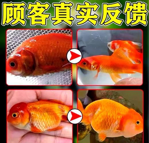 金龍魚(yú)長(zhǎng)黑斑 金龍魚(yú)長(zhǎng)黑斑 龍魚(yú)百科 第9張