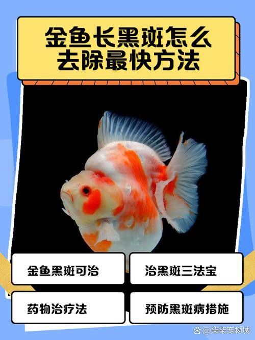 金龍魚(yú)長(zhǎng)黑斑 金龍魚(yú)長(zhǎng)黑斑 龍魚(yú)百科 第6張