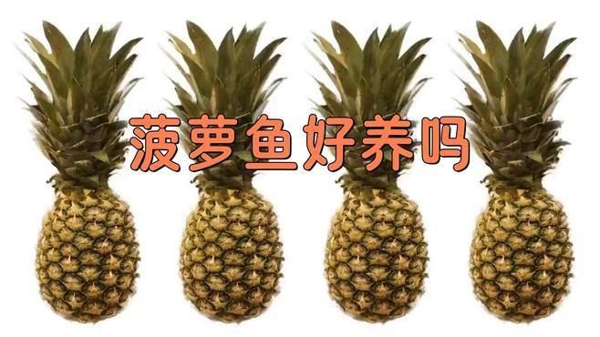 金菠蘿魚好養嗎