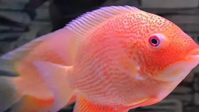 金菠蘿魚好養嗎