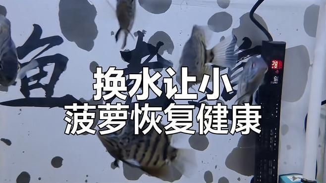 金菠蘿魚好養嗎