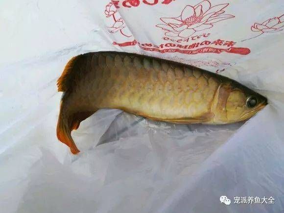 龍魚很容易死嗎（龍魚的壽命一般在多久）