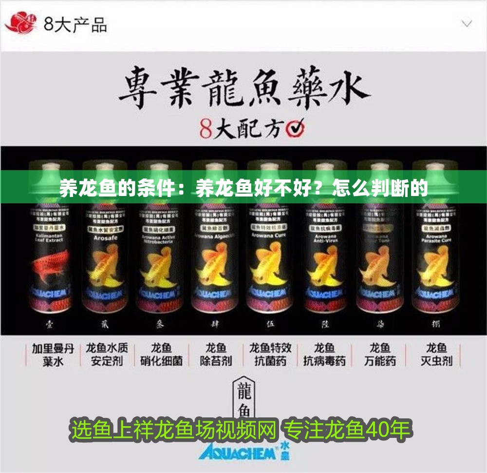 養龍魚的條件：養龍魚好不好？怎么判斷的