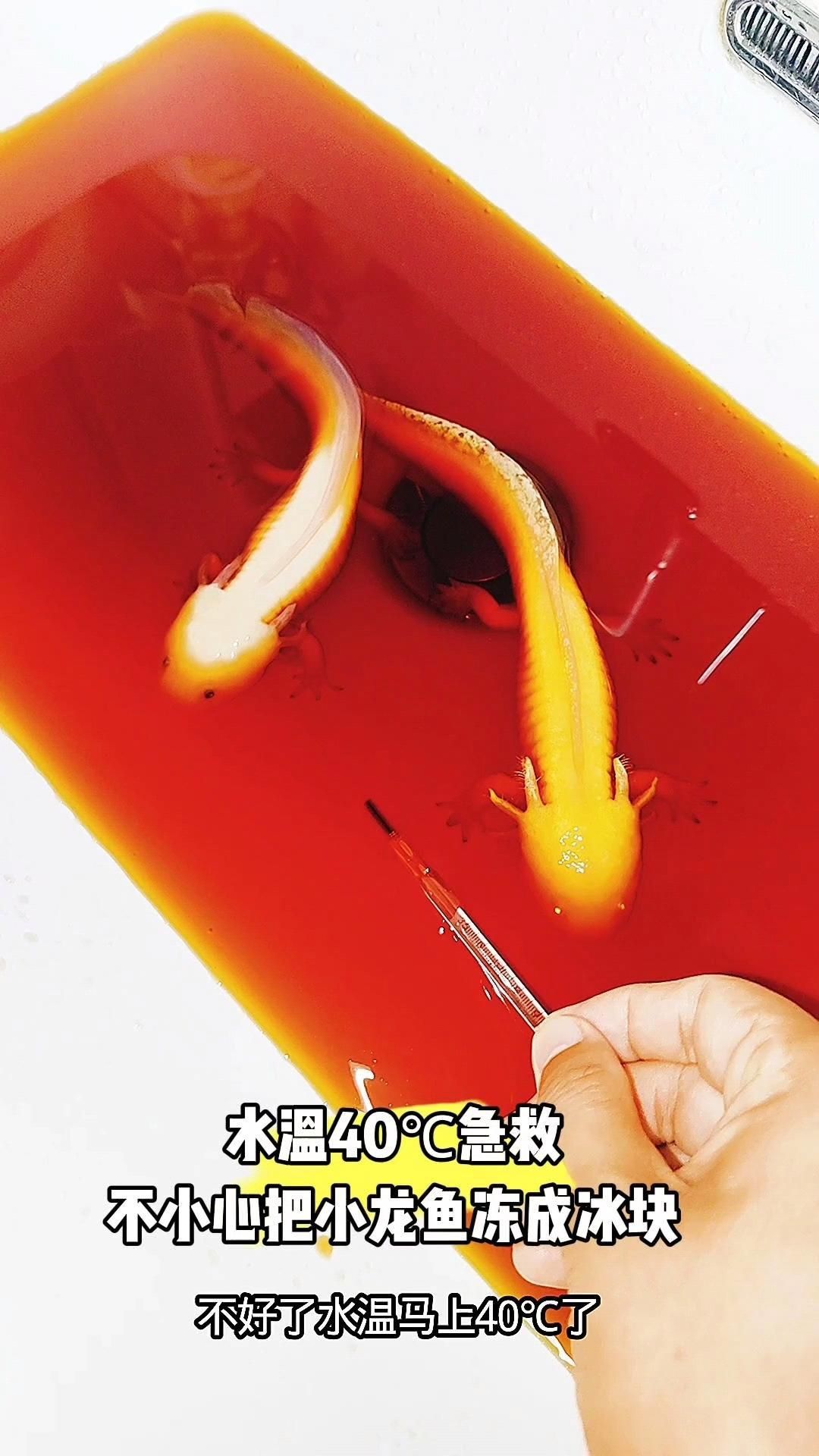 冷水霸王龍魚