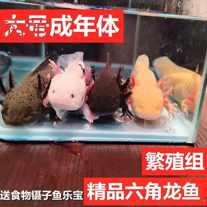 冷水霸王龍魚