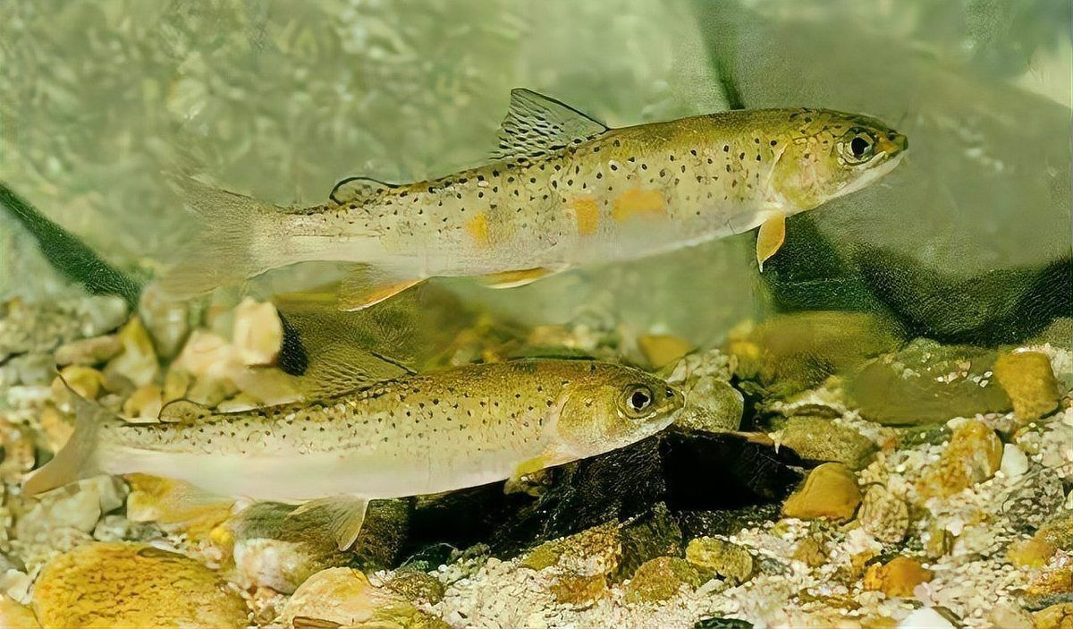 冷水霸王龍魚