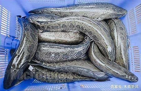 烏魚和龍魚哪個更好養活