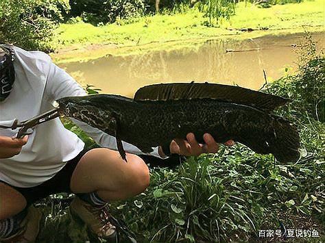 烏魚和龍魚哪個更好養活