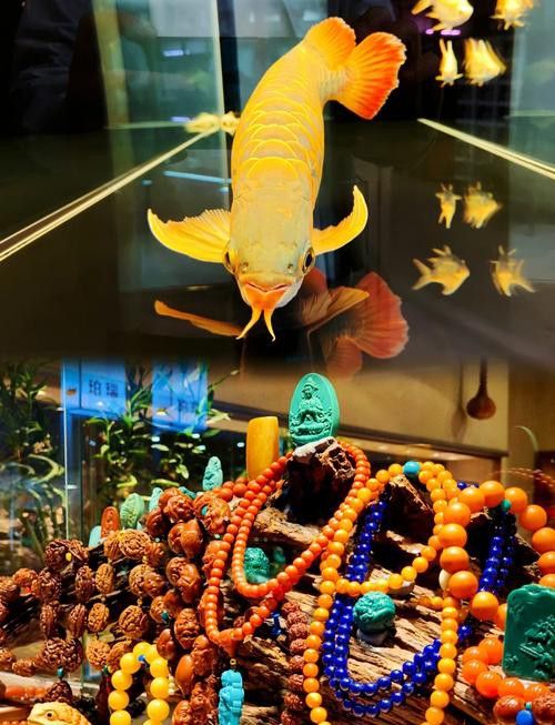 北京買龍魚的地方 北京買龍魚的地方 龍魚百科 第6張
