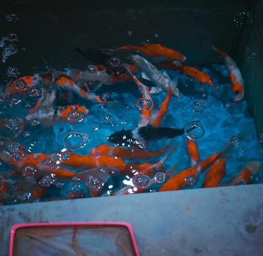 北京買龍魚的地方 北京買龍魚的地方 龍魚百科 第3張