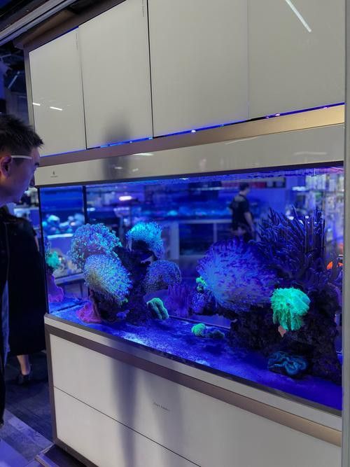 北京買龍魚的地方 北京買龍魚的地方 龍魚百科 第4張