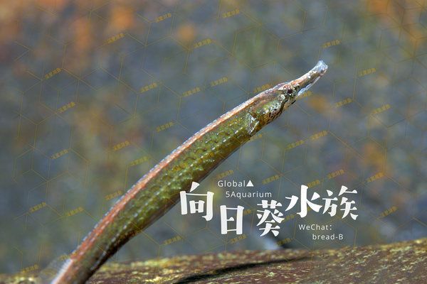 紅腹海龍魚：紅腹海龍魚怎么養(yǎng)？