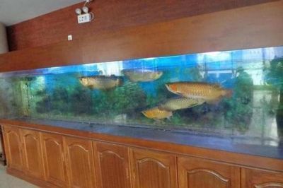 金龍魚拍賣現(xiàn)場(chǎng)：金龍魚拍賣現(xiàn)場(chǎng)主要涉及到司法網(wǎng)絡(luò)拍賣和線上拍賣 金龍魚拍賣現(xiàn)場(chǎng)：金龍魚拍賣現(xiàn)場(chǎng)主要涉及到司法網(wǎng)絡(luò)拍賣和線上拍賣 龍魚百科 第1張
