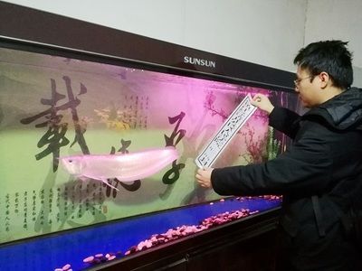 金龍魚拍賣現(xiàn)場(chǎng)：金龍魚拍賣現(xiàn)場(chǎng)主要涉及到司法網(wǎng)絡(luò)拍賣和線上拍賣 金龍魚拍賣現(xiàn)場(chǎng)：金龍魚拍賣現(xiàn)場(chǎng)主要涉及到司法網(wǎng)絡(luò)拍賣和線上拍賣 龍魚百科 第2張