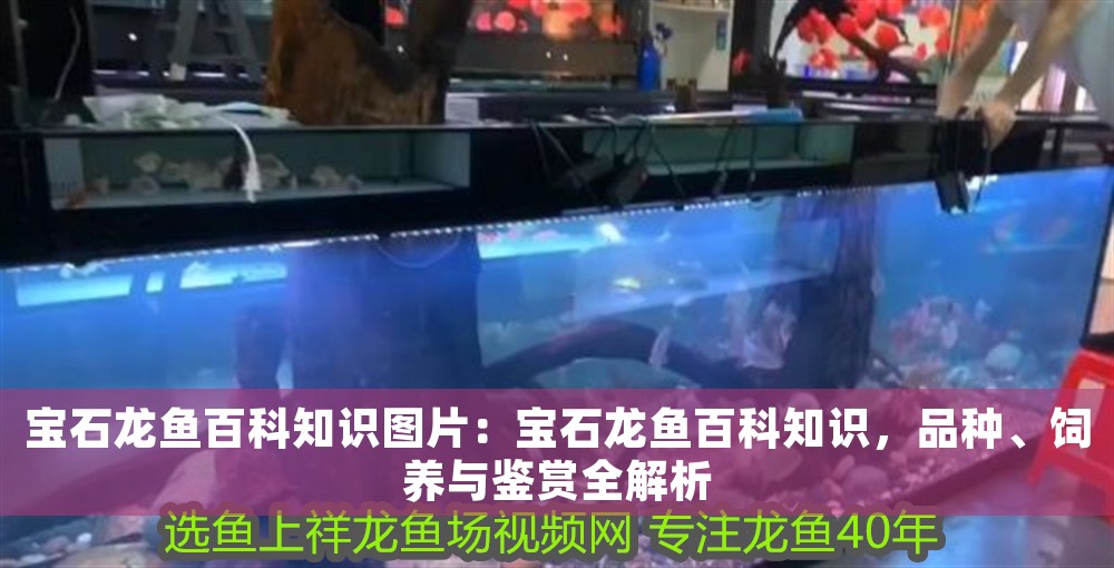 寶石龍魚百科知識圖片：寶石龍魚百科知識，品種、飼養與鑒賞全解析