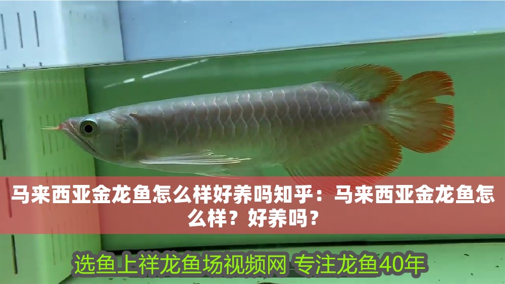 馬來西亞金龍魚怎么樣好養嗎知乎：馬來西亞金龍魚怎么樣？好養嗎？