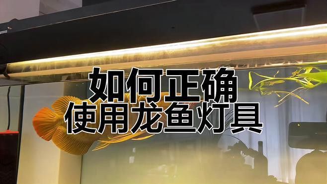 如何設置銀龍魚的照明燈具？