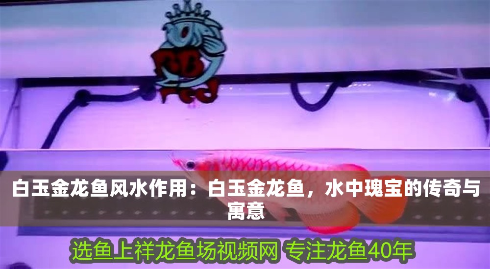 白玉金龍魚風水作用：白玉金龍魚，水中瑰寶的傳奇與寓意