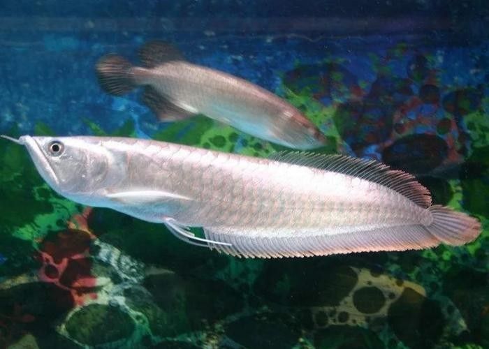 銀龍魚照片