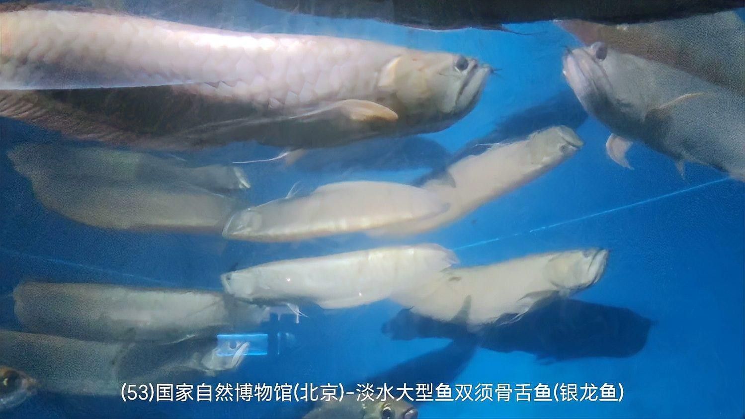 銀龍魚照片