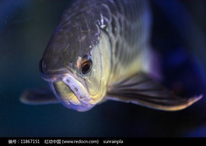 銀龍魚照片