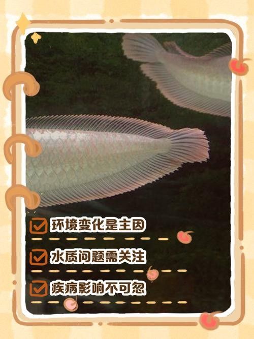 銀龍魚嘴巴一張一合