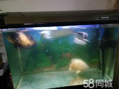 地圖魚和銀龍魚能一起養嗎（地圖魚和銀龍魚可以一起混養嗎） 地圖魚和銀龍魚能一起養嗎（地圖魚和銀龍魚可以一起混養嗎） 龍魚百科 第3張